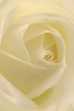 Drawn into the delicate heart of a cream-white rose, it feels as though you are nestled within the soft embrace of its petals-every fold whisper-light, evoking the sensation of morning dew after a gentle Cricklewood rain. The spiralling core invites silent contemplation and touch, the gentle interplay of ivory and shadow lending the whole image a tranquil, almost meditative energy. Light moves across the petals in soft brushstrokes, creating tender depth and an atmosphere of peace akin to the early hours spent along the quieter edges of Cricklewood. This rose, with its understated scent and quiet elegance, becomes a moving symbol of reverence and fresh beginnings-perfect for sympathy, remembrance, or to honour treasured bonds. As every petal opens, you sense not only the floral artistry, honed by years of local experience, but the heartfelt care in its selection-a bloom chosen to mark life's turning points, and to deliver gentle solace and admiration throughout this vibrant North London community.